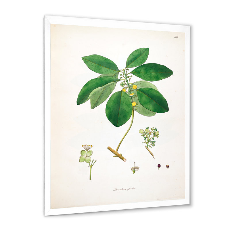 Vintage Botanicals V - peinture sur toile, H 20 po x l 12 po x P 1po, Cadre photo blanc