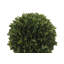 12" Artificial Boxwood Plant in Round Pot-553209786