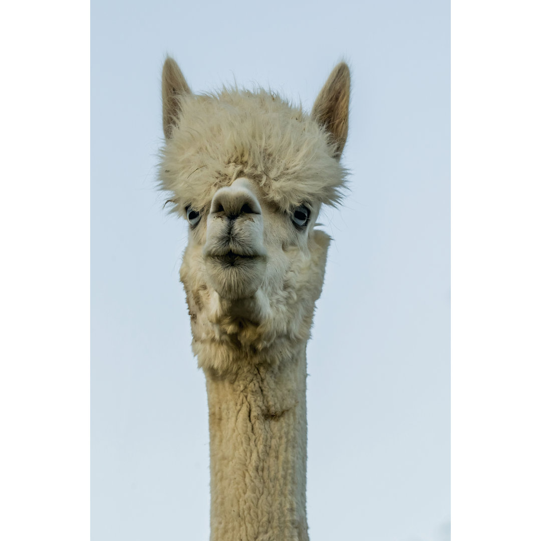 Leinwandbild Alpaca Portrait IV von Tyler Stockton