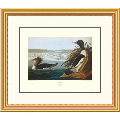 Goosander by John James Audubon Framed Painting Print