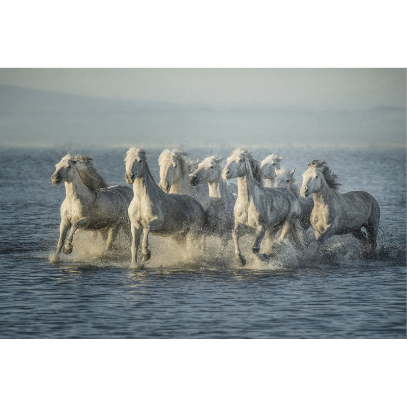 Water Horses VI by PHBurchett - Print on Canvas, 51cm H x 76cm W, Wrapped Canvas