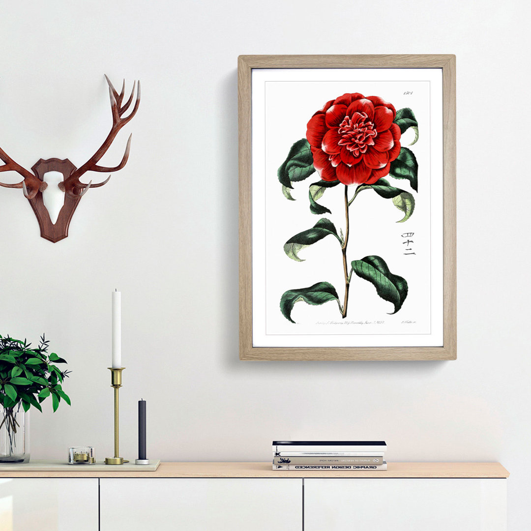 Crimson Camellia Flower - Framed Print