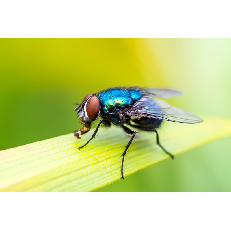 Exotic Drosophila by Nechaev-kon - Wrapped Canvas Print, 30cm H x 46cm W