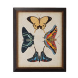 Display Of Butterflies III Print