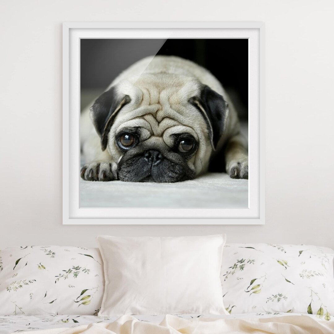 Gerahmter Fotodruck Pug Loves You