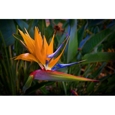 " Bird Of Paradise " by Fotoguy22