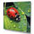 Wrapped Canvas