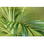 150cm Faux Palm Tree in Pot Liner