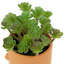 5,5 plante