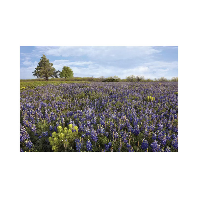Bluebonnet And Lemon Paintbrush Meadow Near Albany, Texas by Tim Fitzharris - Wrapped Canvas Print