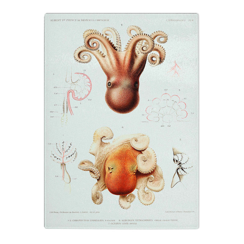 Tempered Glass Octopus Illustrations by Albert I Chopping Board, 28.5 cm x 39 cm