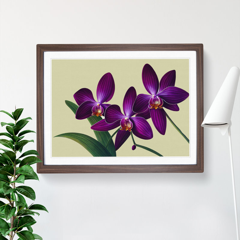 Glorious Orchid Flowers - Framed Print, 46cm H x 64cm W x 2cm D, Walnut