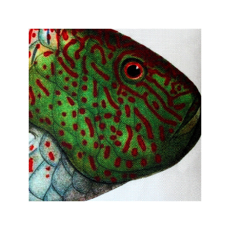 Coussin décoratif intérieur / extérieur Wrasse Fish Wrasse Fish