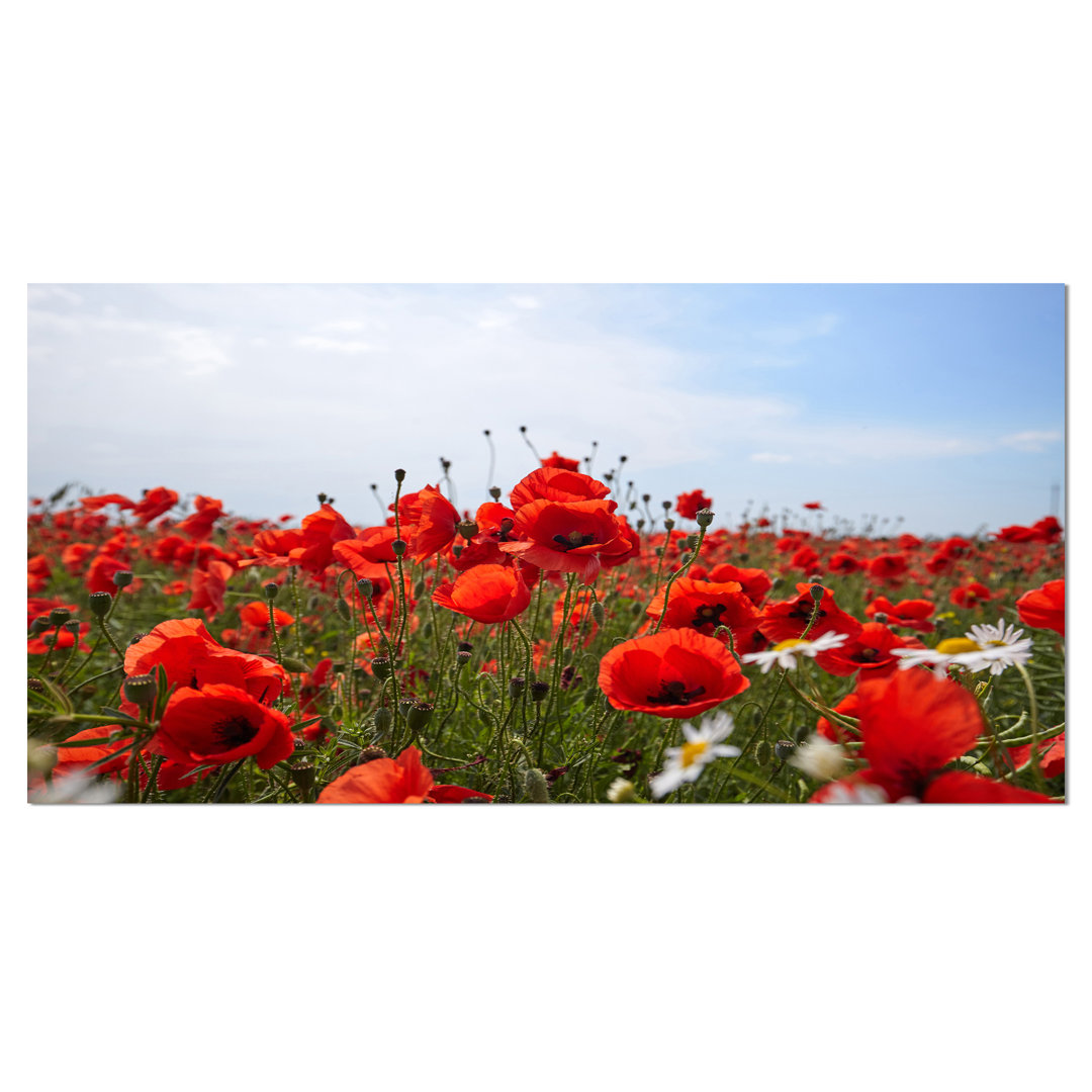 " Red Poppies Under Bright Blue Sky " Design Art