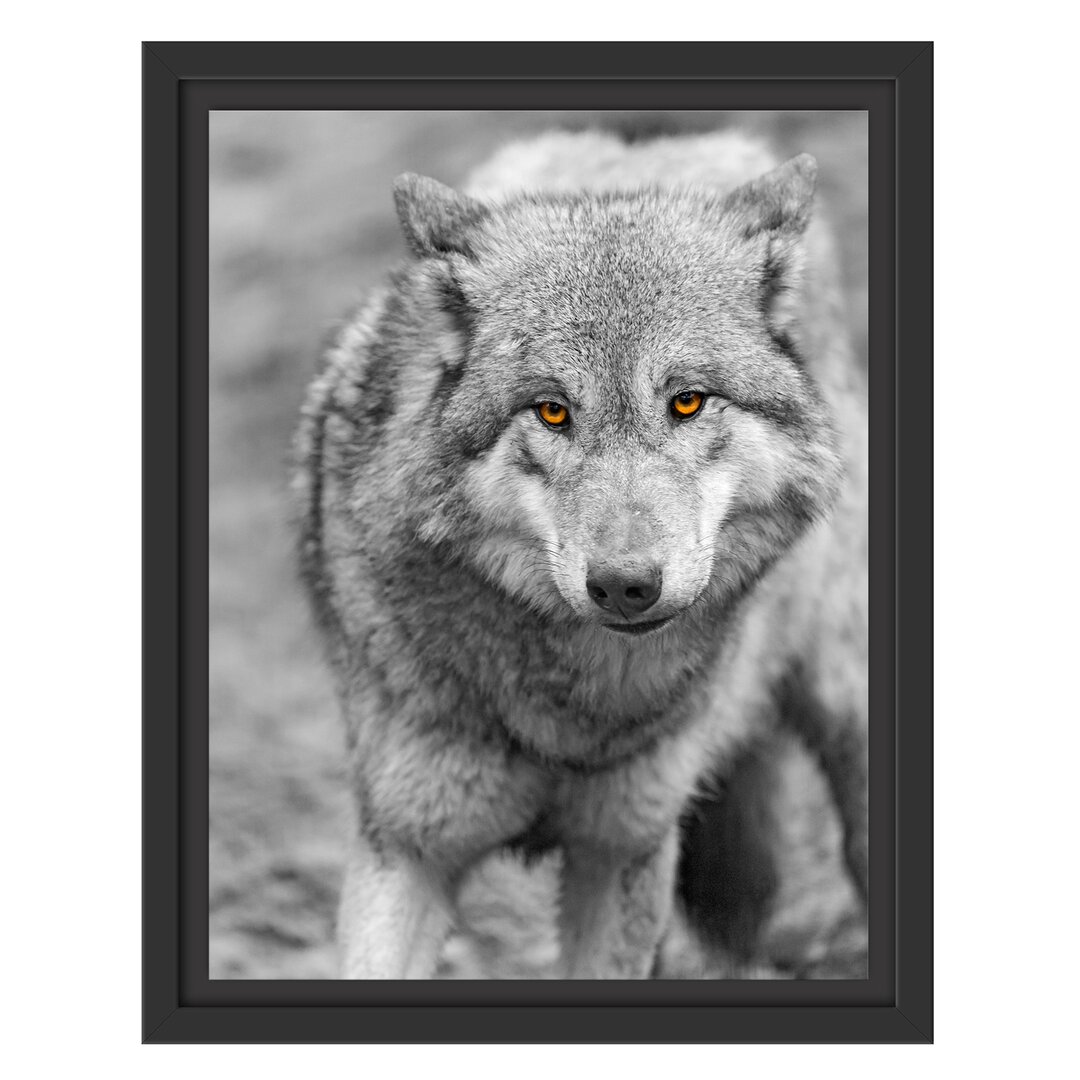 Gerahmtes Wandbild scheuer Wolf