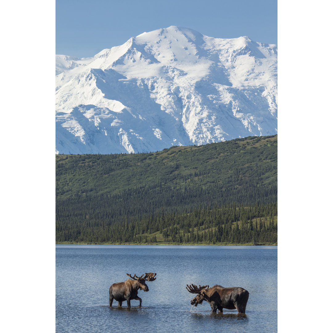 Leinwandbild Two Bull Moose Feeding in Wonder Lake