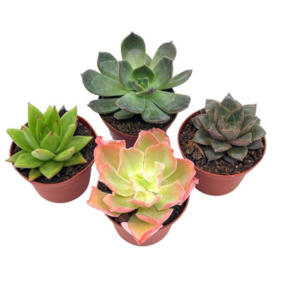 Echeveria Succulent Assortment 3 Inch Potted Live Variety Set