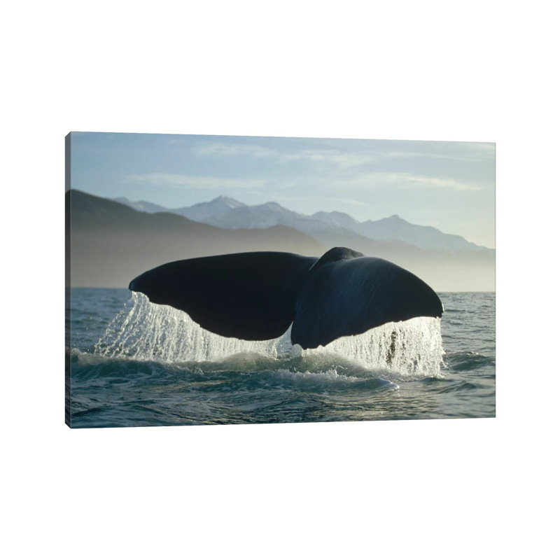 Sperm Whale Tail, New Zealand by Flip Nicklin - Wrapped Canvas Print, 20.32 cm H x 30.48 cm W
