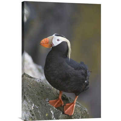 " Tufted Puffin "