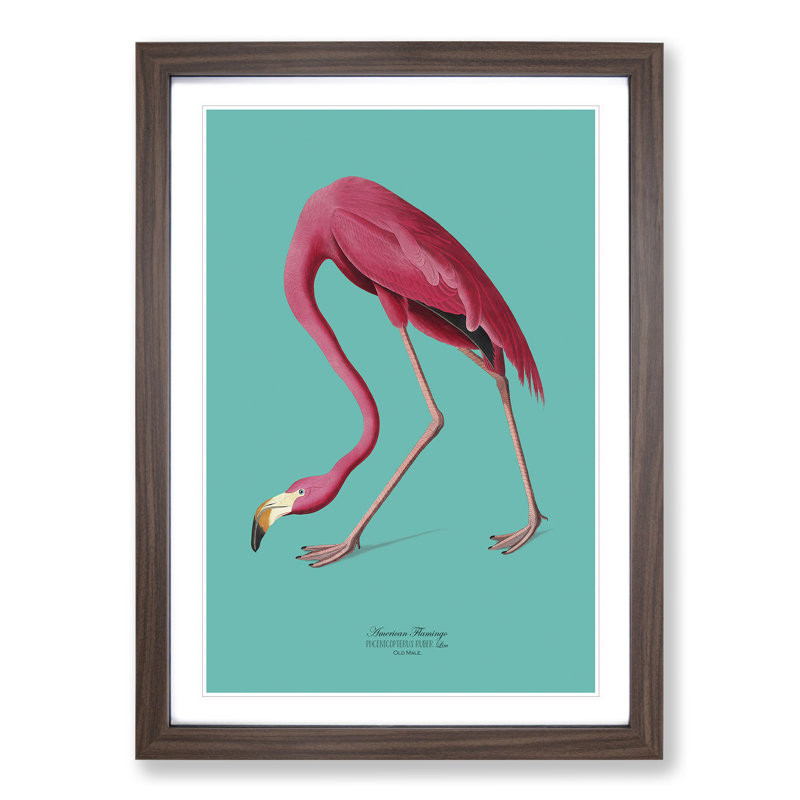 Flamingo in Teal by John James Audubon - Picture Frame Graphic Art on MDF, 90cm H x 65cm W x 2cm D, Walnut Framed