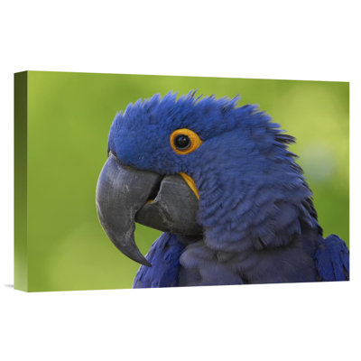 " Hyacinth Macaw Portrait, Native To South America "