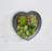 Mixed Heart Shaped Foliage Succulent in Plastic Container