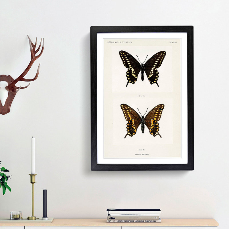 Black Swallowtail Butterfly by S.F. Denton - Picture Frame Graphic Art Print, 36cm H x 27cm W x 2cm D, Black Framed