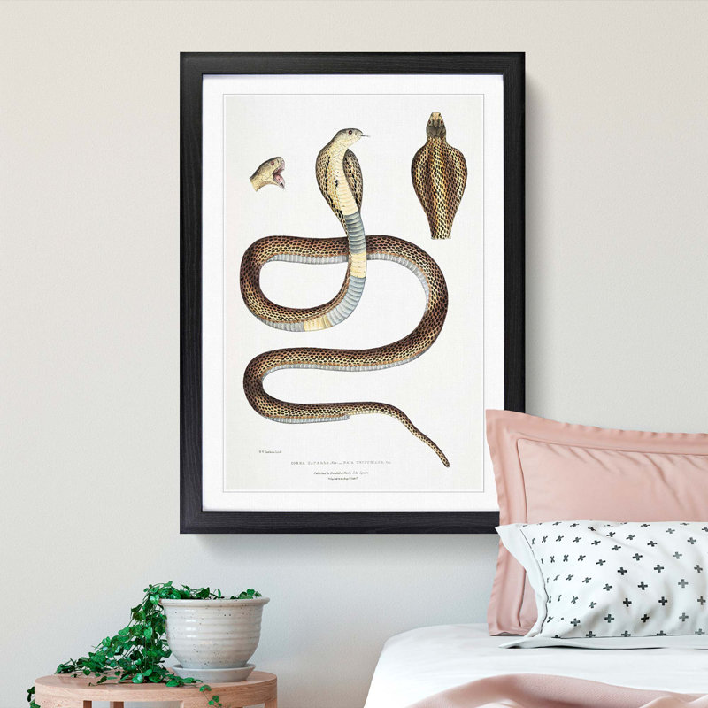 Cobra Capella Snake Illustration by John Edward Gray - Picture Frame Painting, Black Framed, 48cm H x 36cm W x 2cm D
