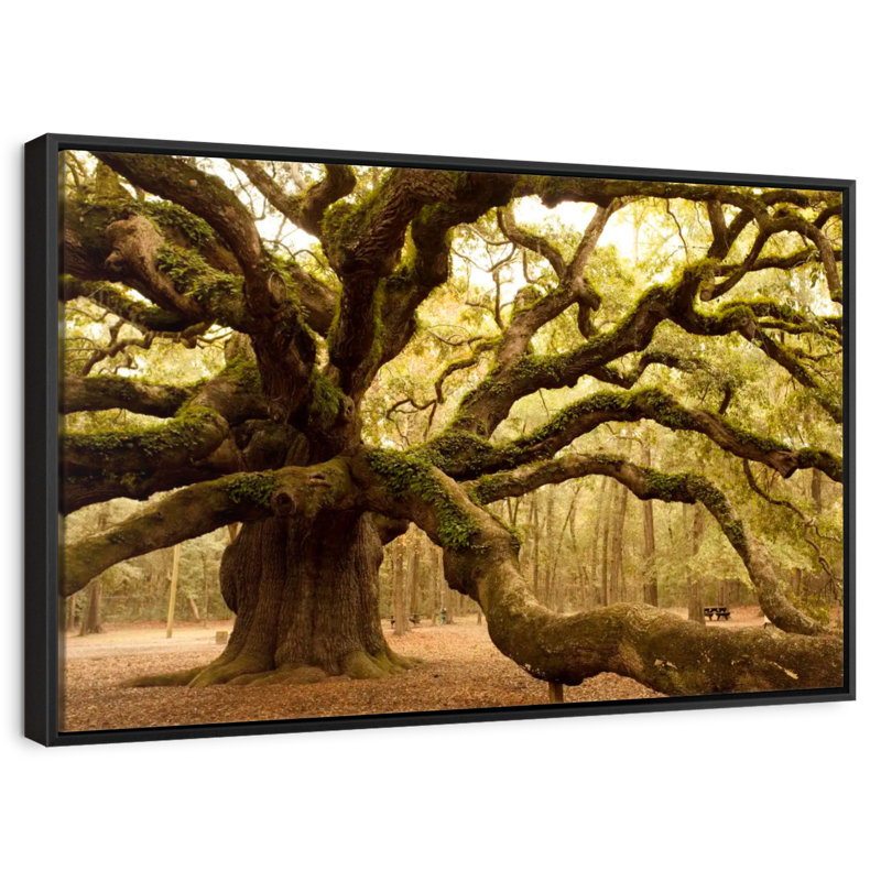 Chêne antique moussu, Cadre flottant noir, 31 po x 21 po