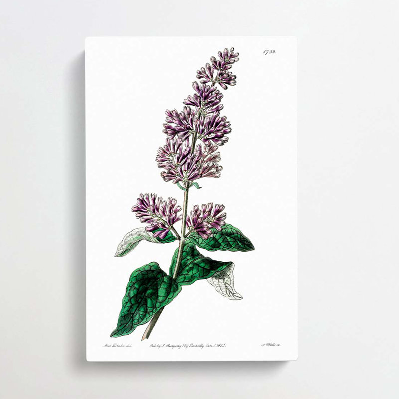 Hungarian Lilac Flowers - Wrapped Canvas Painting, 60cm H x 40cm W x 3cm D