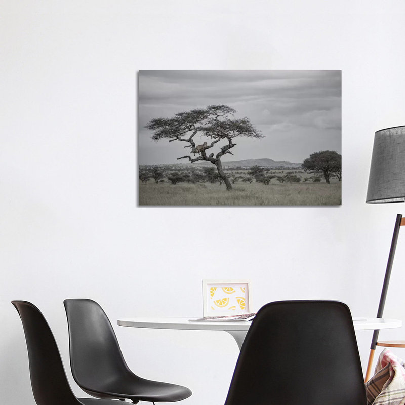 Lion In The Evening by Anders Jorulf - Wrapped Canvas Print, 101.6 cm H x 66.04 cm W x 1.91 cm D