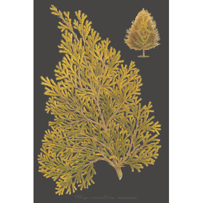 Trees and Leaves III by Vision Studio - Graphic Art