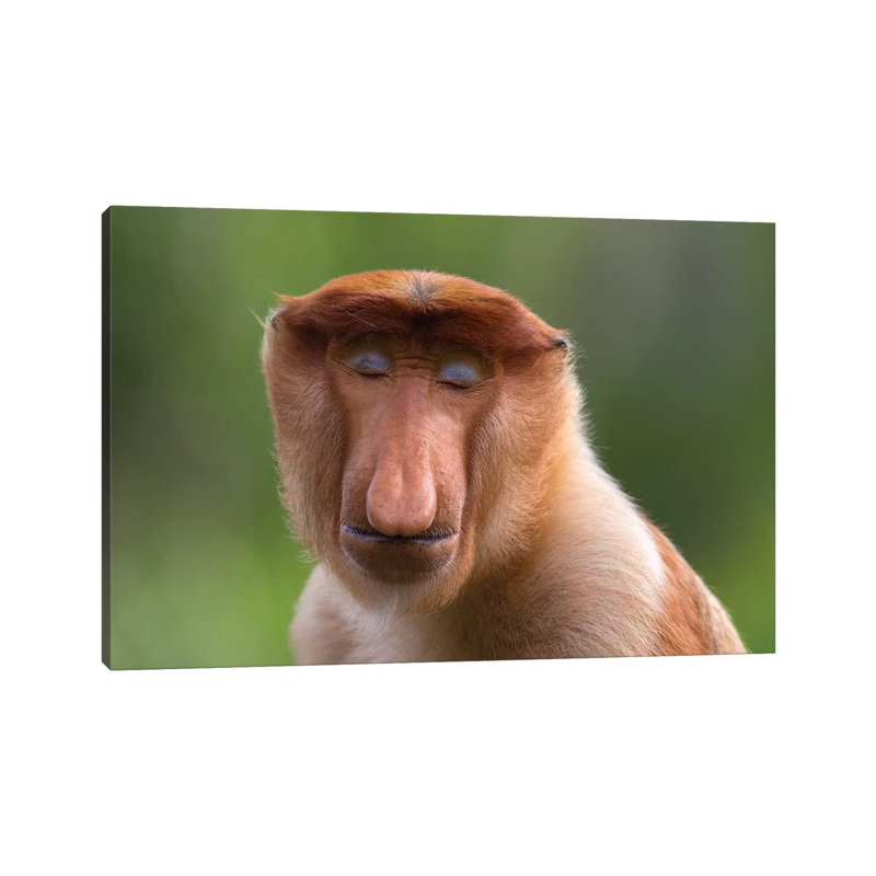 Proboscis Monkey Serenity by Mogens Trolle - Wrapped Canvas Print, 20.32 cm H x 30.48 cm W