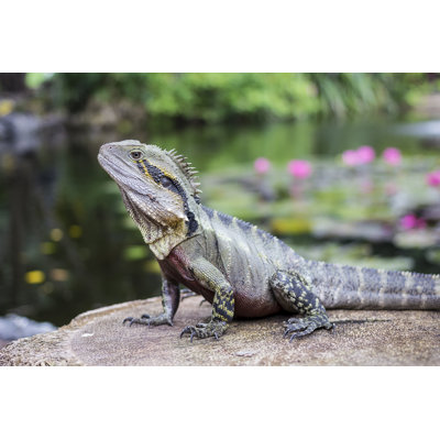 «Water Dragon» par Oldbunyip - Photographie sur toile tendue