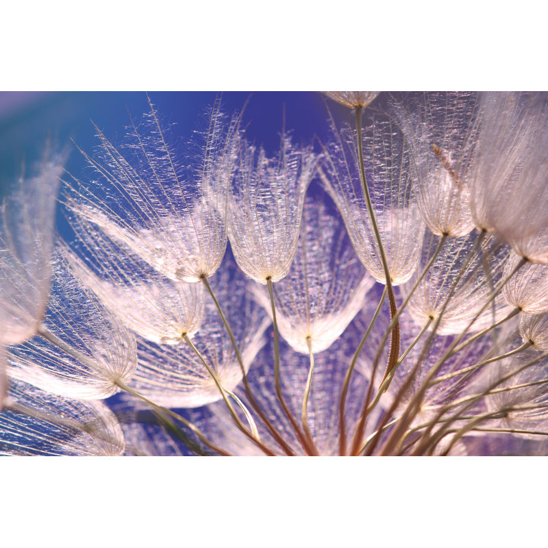 Dandelion seed 168301392, 20cm H x 30cm W