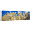 États-Unis, Colorado, art mural de forêt d'automne abstrait contemporain-1632531504