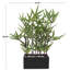 Plante en bambou artificiel en pot 18,05 po Saffo