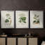 Antique Turpin Botanical I - toile tendue avec châssis sur mesure - 3 pièces-1077196909-1077196906