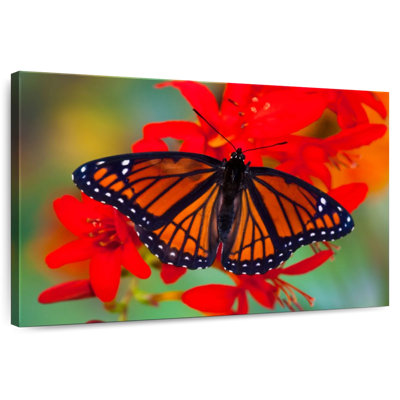 «Viceroy Butterfly» imitant le papillon monarque