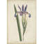 Lavender Curtis Botanicals III - Painting Print-786331649-726512017