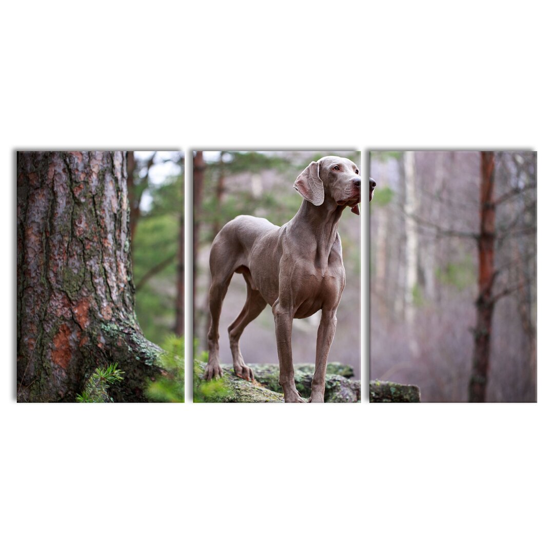 3-tlg. Leinwandbilder-Set Edler Weimaraner im Wald