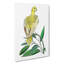 Yellow Parakeet by George Shaw - Wrapped Canvas-55299595