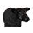 Texelaar Sheep, Lamb, Gel Coat Black