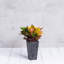 Pot à fleurs avec égouttoir Sewstone Artstone-1328659551-1328659521