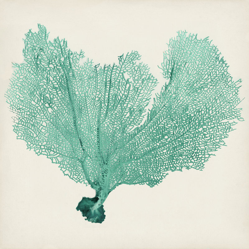 Sea Fan VI - Wrapped Canvas Print, 30cm H x 30cm W