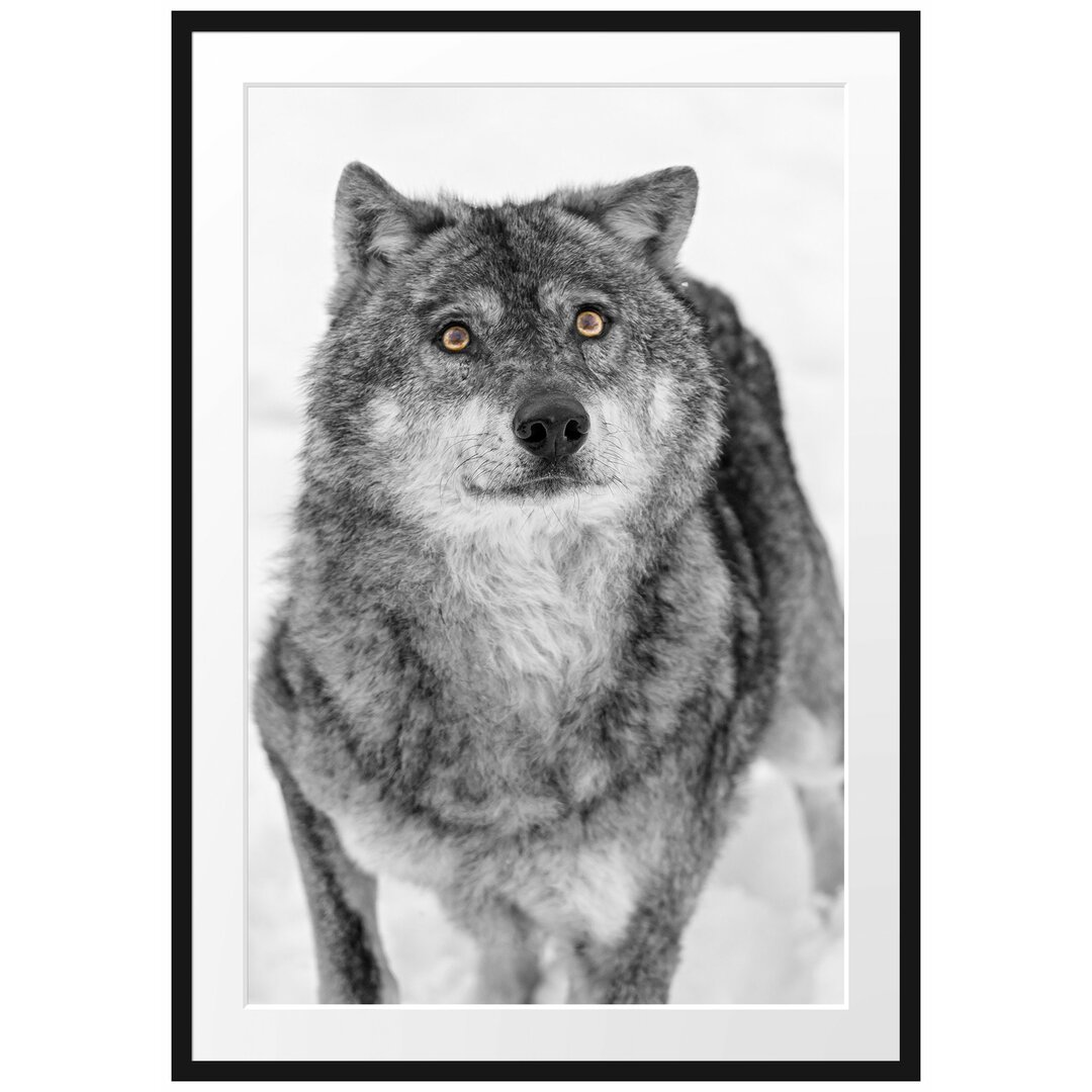 Gerahmtes Poster Niedlicher Wolf im Schnee