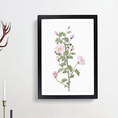 Pink Scotch Briar in Pink by Pierre-Joseph Redoute - Picture Frame Painting Print