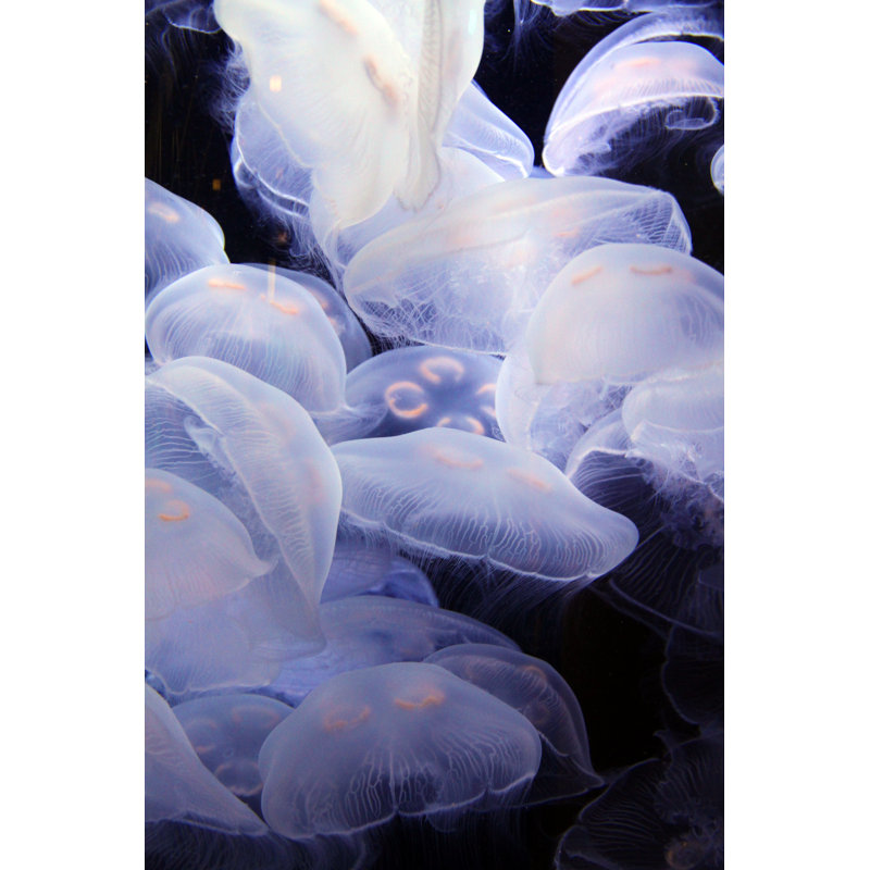 Floating Life - Wrapped Canvas Print, 91cm H x 61cm W x 3.8cm D