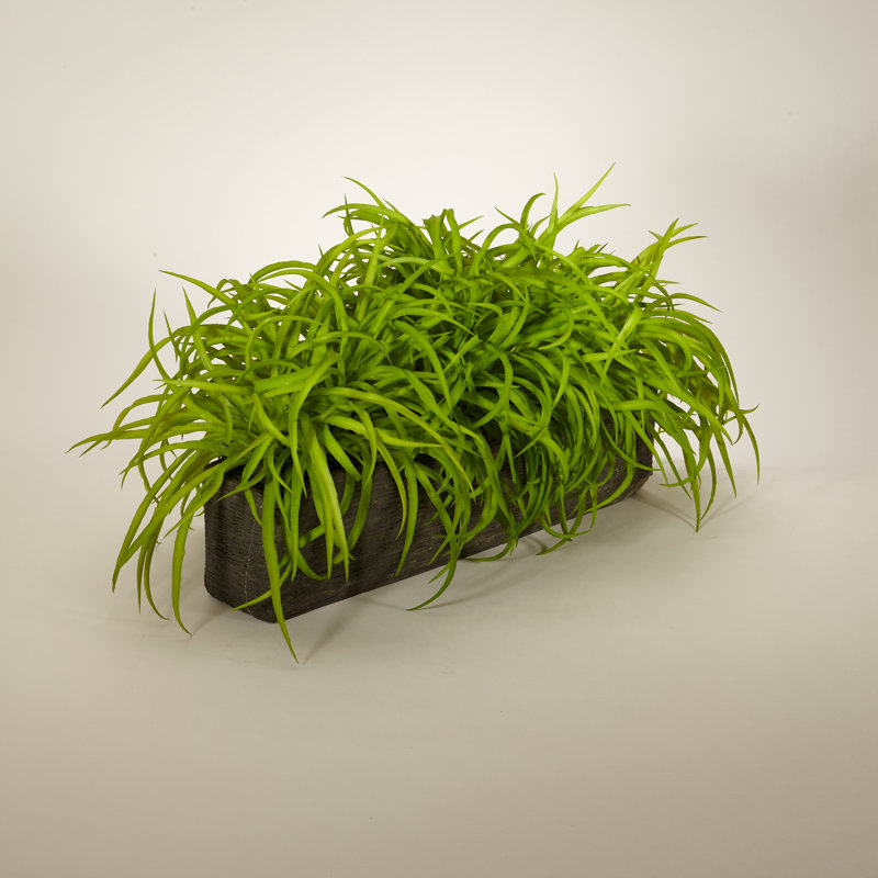 Grass in Concrete Pot