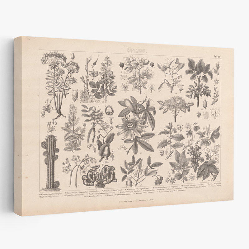 Botanicals - Botanik I Vintage, H 16 po x l 24 po